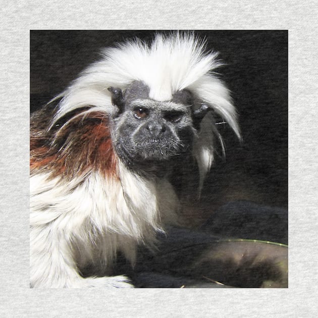 Cotton-top Tamarin by kirstybush